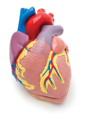 heart education health