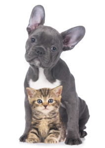 Cat and dog isolated