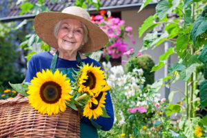 Happy Old Woman with Baskets of Fresh Sunflowers